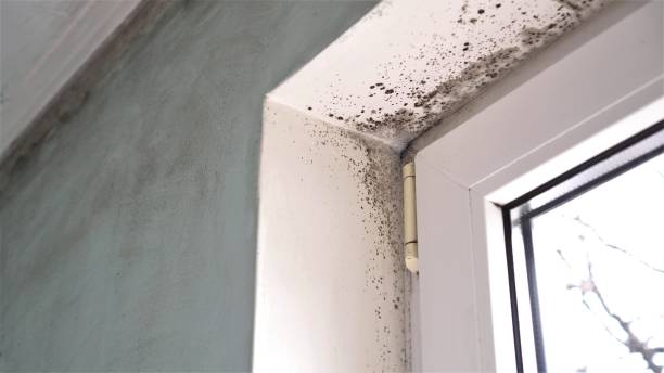 Best Professional Mold Removal  in Framingham, MA