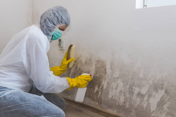 Mold Removal Process in Framingham, MA
