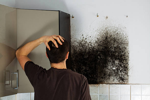 Home Mold Removal in Framingham, MA